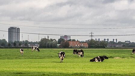De weilanden achter de wijk Vriesland in Spijkenisse.