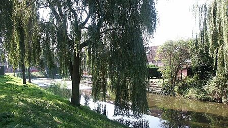 Singel met treurwilg in de wijk De Akkers in Spijkenisse.