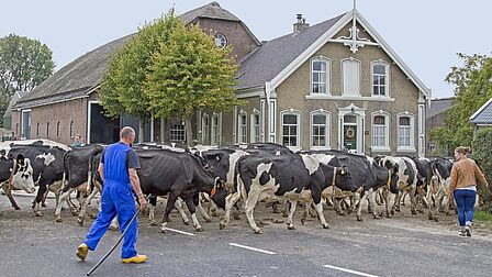 Boer in Hekelingen verplaatst zijn koeien over de weg.