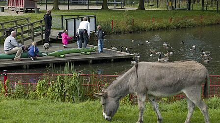 Ezel op kinderboerderij De Trotse Pauw in Spijkenisse, vlak bij de Gildenwijk.