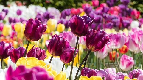 Tuin met tulpen in allerlei kleuren.