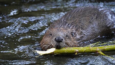 Bever in het water met een tak in zijn bek.