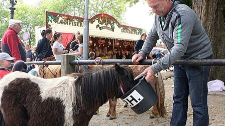 Een pony krijgt wat voer op de Paardenmarkt in Heenvliet.